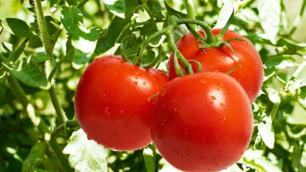 Unos 6 millones de kilos de tomates son consumidos mensualmente en
